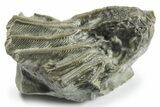 Fossil Crinoid (Pycnocrinus) - Indiana #269777-1
